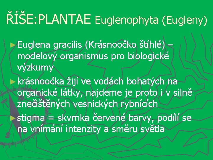 ŘÍŠE: PLANTAE Euglenophyta (Eugleny) ► Euglena gracilis (Krásnoočko štíhlé) – modelový organismus pro biologické