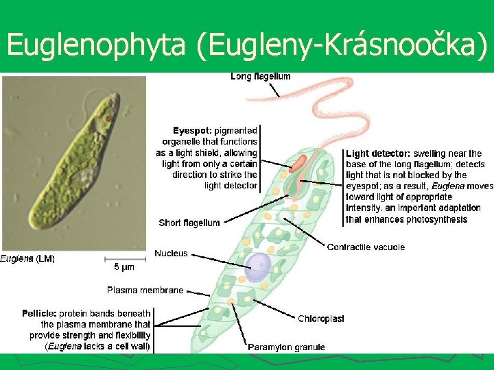 Euglenophyta (Eugleny-Krásnoočka) 