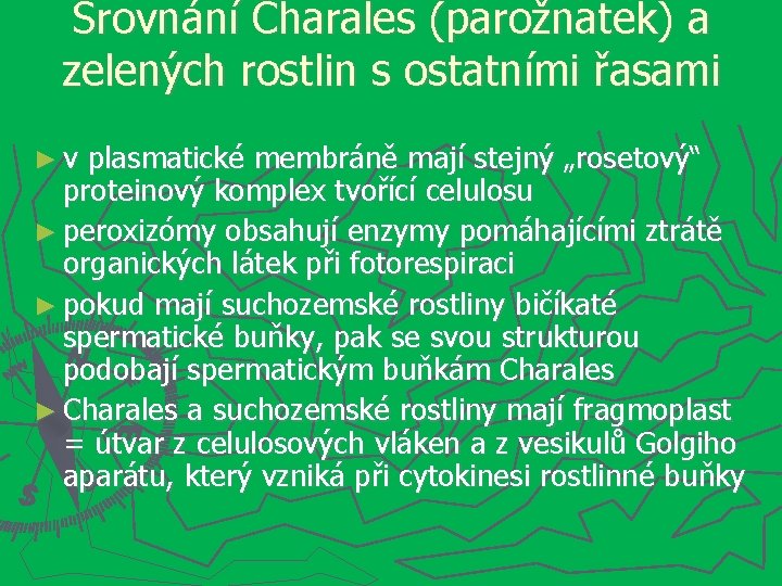 Srovnání Charales (parožnatek) a zelených rostlin s ostatními řasami ►v plasmatické membráně mají stejný