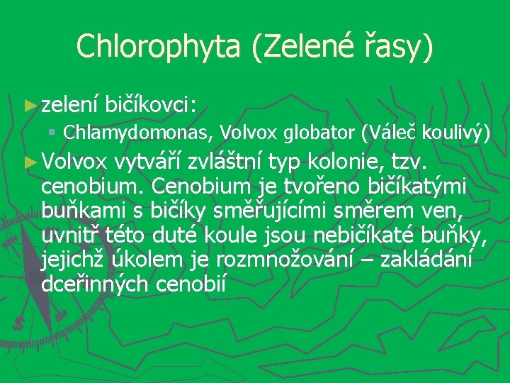 Chlorophyta (Zelené řasy) ► zelení bičíkovci: Chlamydomonas, Volvox globator (Váleč koulivý) ► Volvox vytváří