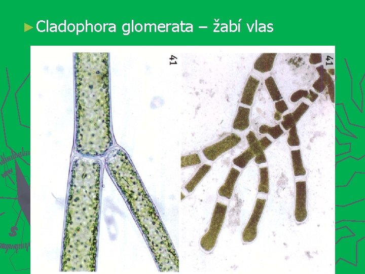 ► Cladophora glomerata – žabí vlas 