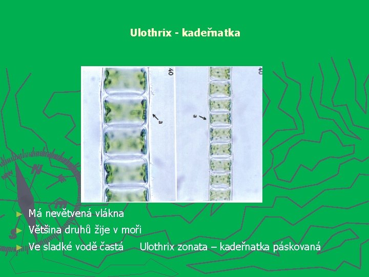 Ulothrix - kadeřnatka ► Má nevětvená vlákna ► Většina druhů žije v moři ►