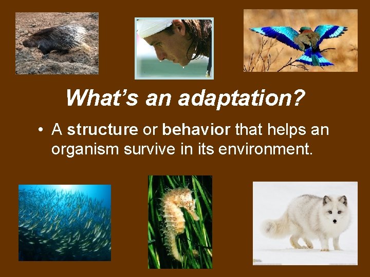 What’s an adaptation? • A structure or behavior that helps an organism survive in