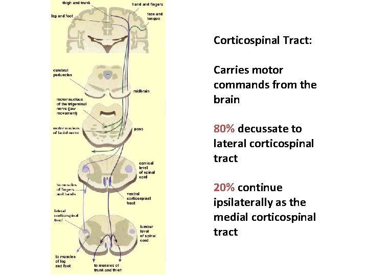 Corticospinal Tract: Carries motor commands from the brain 80% decussate to lateral corticospinal tract