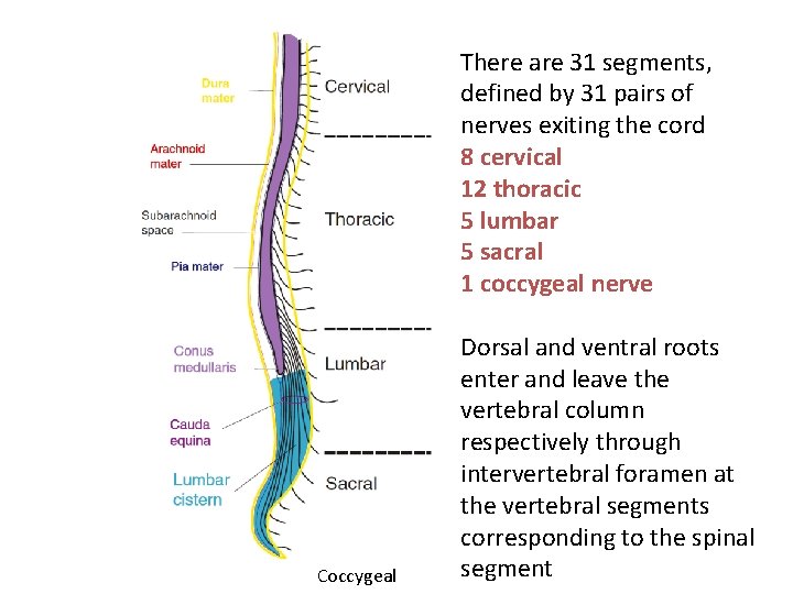 There are 31 segments, defined by 31 pairs of nerves exiting the cord 8