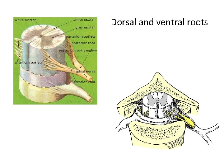 Dorsal and ventral roots 