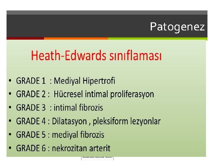 Patogenez 