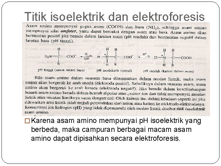 Titik isoelektrik dan elektroforesis � Karena asam amino mempunyai p. H isoelektrik yang berbeda,