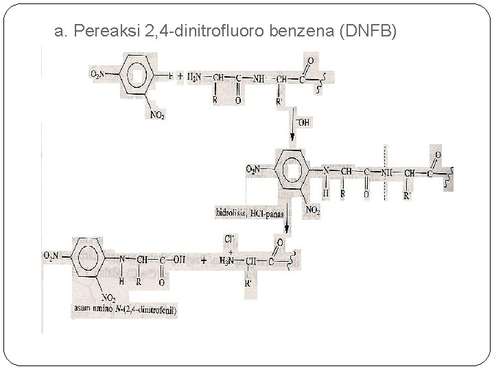 a. Pereaksi 2, 4 -dinitrofluoro benzena (DNFB) 