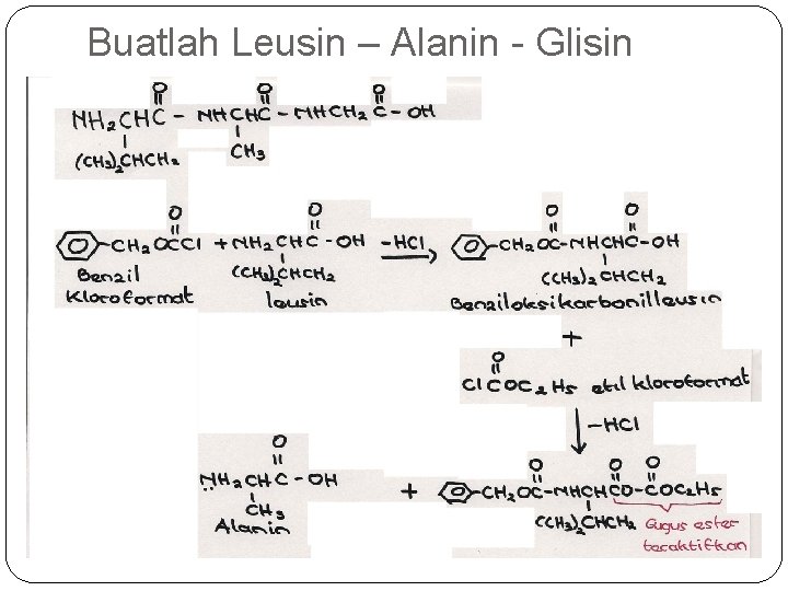 Buatlah Leusin – Alanin - Glisin 