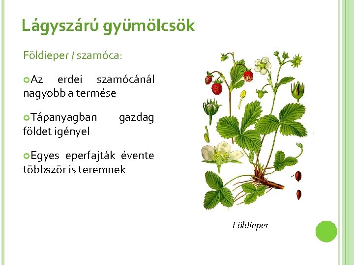 Lágyszárú gyümölcsök Földieper / szamóca: Az erdei szamócánál nagyobb a termése Tápanyagban földet igényel