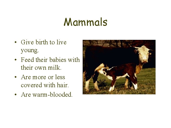 Mammals • Give birth to live young. • Feed their babies with their own