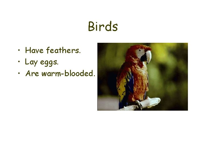 Birds • Have feathers. • Lay eggs. • Are warm-blooded. 