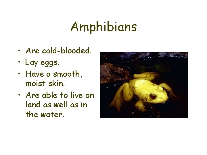 Amphibians • Are cold-blooded. • Lay eggs. • Have a smooth, moist skin. •