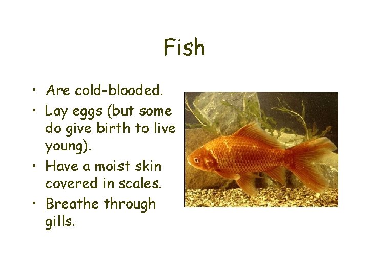 Fish • Are cold-blooded. • Lay eggs (but some do give birth to live