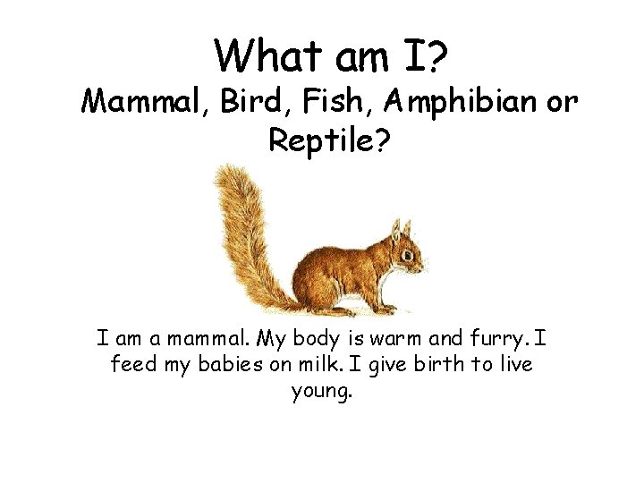 What am I? Mammal, Bird, Fish, Amphibian or Reptile? I am a mammal. My