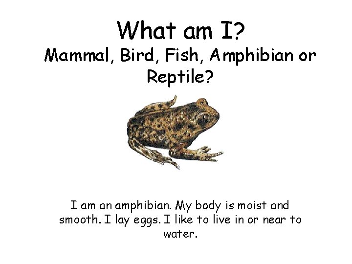 What am I? Mammal, Bird, Fish, Amphibian or Reptile? I am an amphibian. My