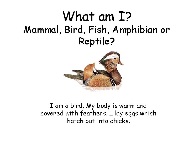 What am I? Mammal, Bird, Fish, Amphibian or Reptile? I am a bird. My
