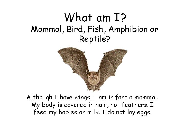 What am I? Mammal, Bird, Fish, Amphibian or Reptile? Although I have wings, I