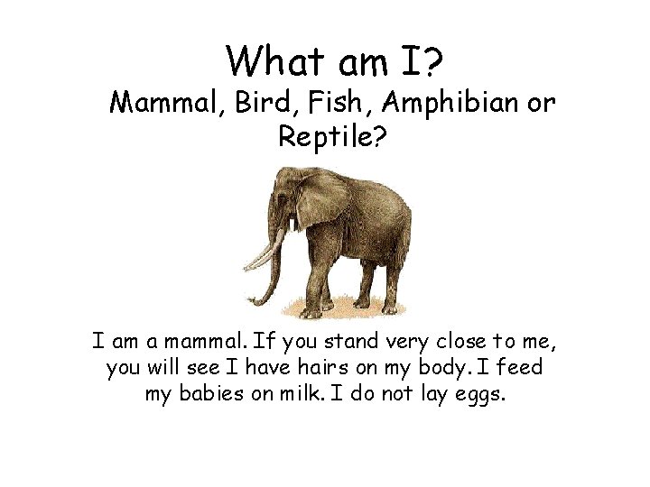 What am I? Mammal, Bird, Fish, Amphibian or Reptile? I am a mammal. If
