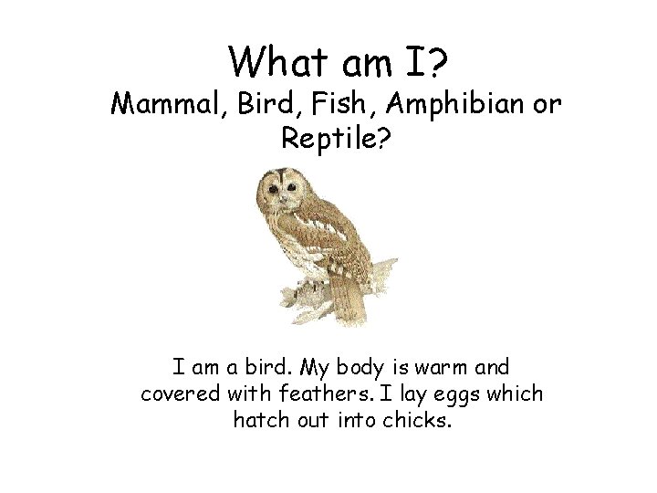 What am I? Mammal, Bird, Fish, Amphibian or Reptile? I am a bird. My