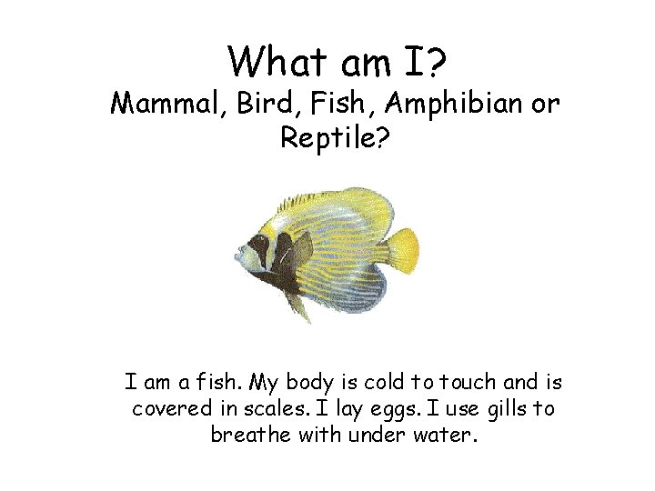 What am I? Mammal, Bird, Fish, Amphibian or Reptile? I am a fish. My