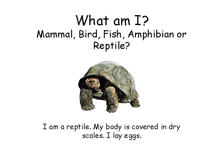 What am I? Mammal, Bird, Fish, Amphibian or Reptile? I am a reptile. My