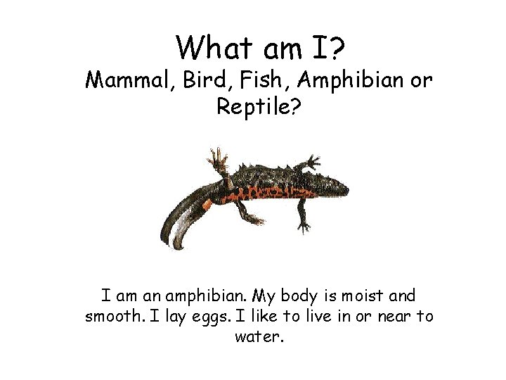 What am I? Mammal, Bird, Fish, Amphibian or Reptile? I am an amphibian. My