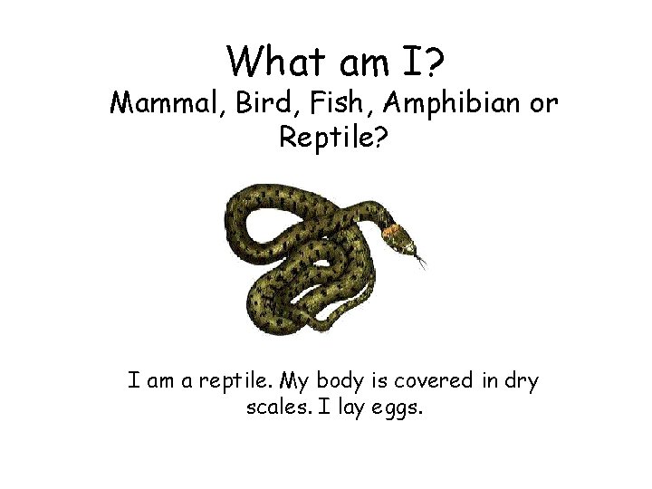 What am I? Mammal, Bird, Fish, Amphibian or Reptile? I am a reptile. My