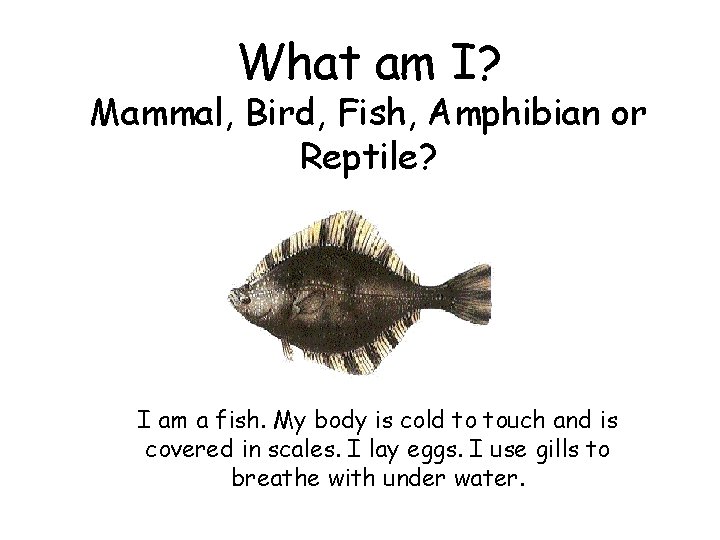 What am I? Mammal, Bird, Fish, Amphibian or Reptile? I am a fish. My