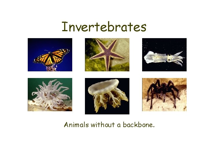 Invertebrates Animals without a backbone. 
