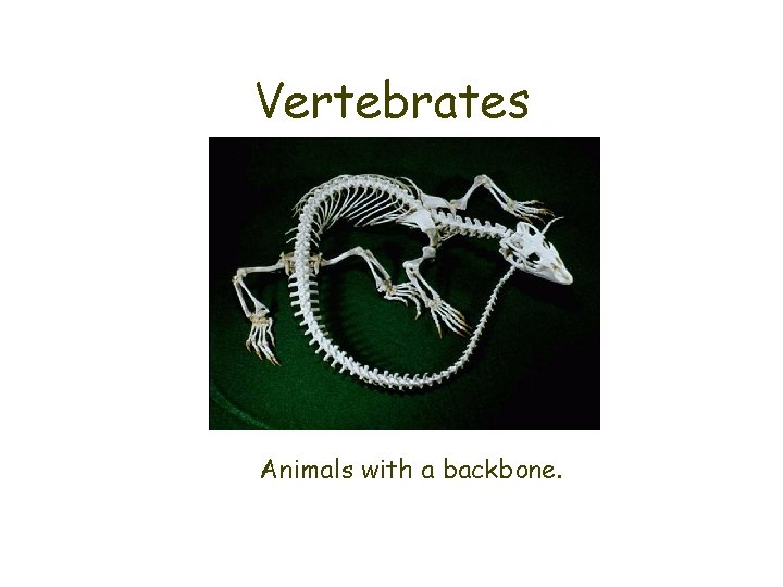 Vertebrates Animals with a backbone. 