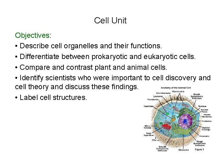 Cell Unit Objectives: • Describe cell organelles and their functions. • Differentiate between prokaryotic