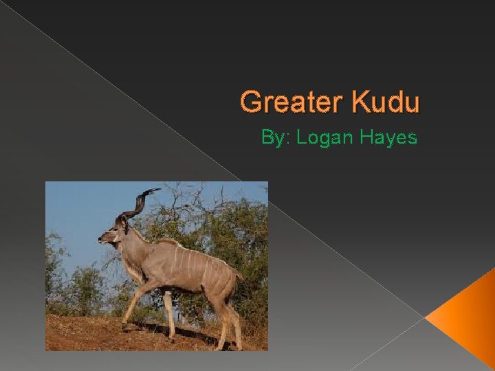 Greater Kudu By: Logan Hayes 