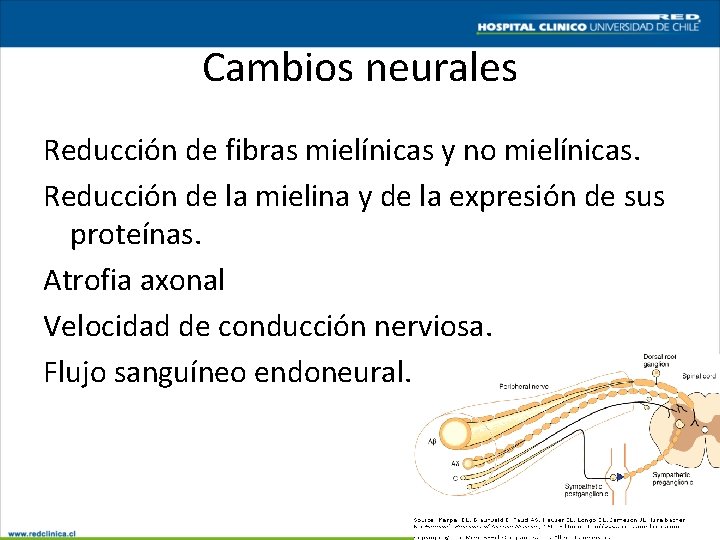 Cambios neurales Reducción de fibras mielínicas y no mielínicas. Reducción de la mielina y