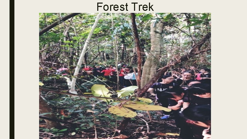 Forest Trek 