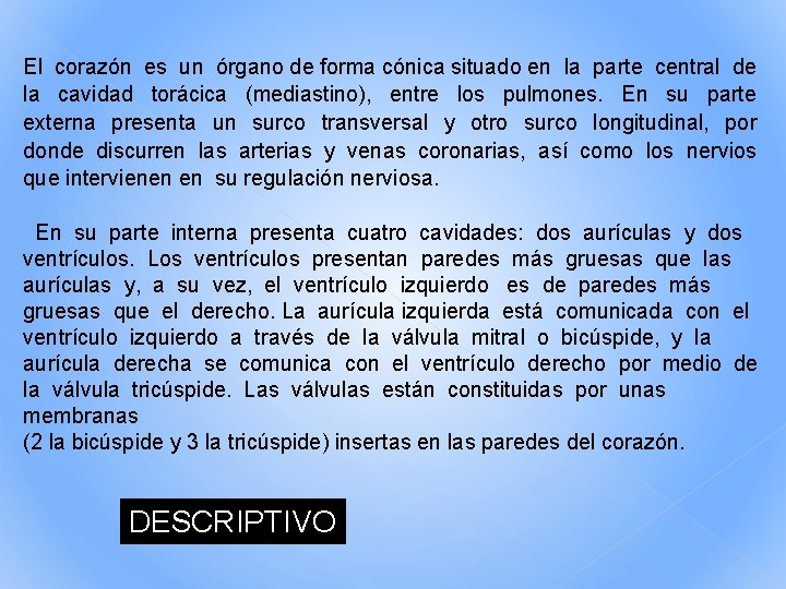 El corazón es un órgano de forma cónica situado en la parte central de El corazón es un órgano de forma cónica situado en la parte central de