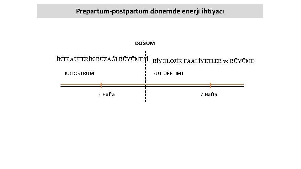 Prepartum-postpartum dönemde enerji ihtiyacı DOĞUM İNTRAUTERİN BUZAĞI BÜYÜMESİ BİYOLOJİK FAALİYETLER ve BÜYÜME KOLOSTRUM SÜT