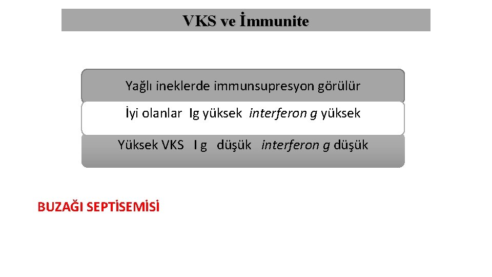 VKS ve İmmunite Yağlı ineklerde immunsupresyon görülür İyi olanlar Ig yüksek interferon g yüksek