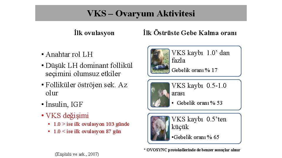 VKS – Ovaryum Aktivitesi İlk ovulasyon • Anahtar rol LH • Düşük LH dominant