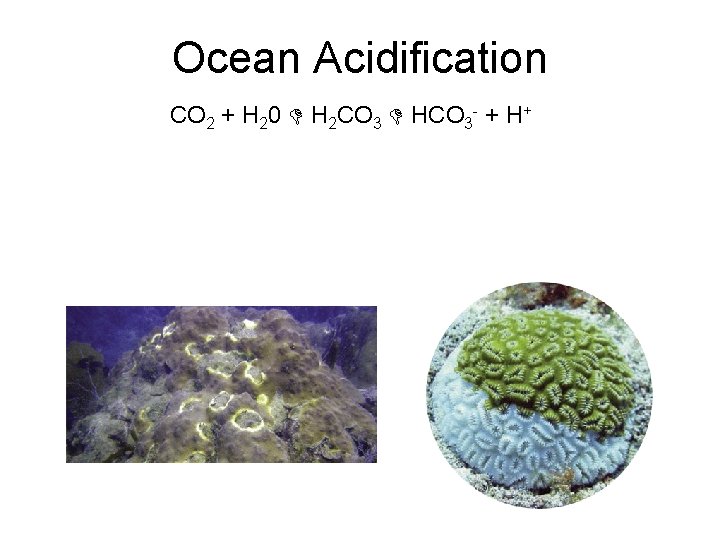 Ocean Acidification CO 2 + H 20 H 2 CO 3 HCO 3 -