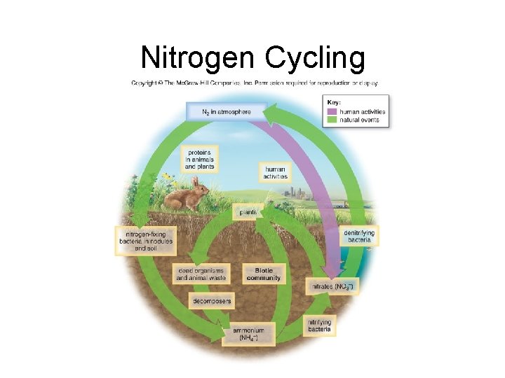 Nitrogen Cycling 