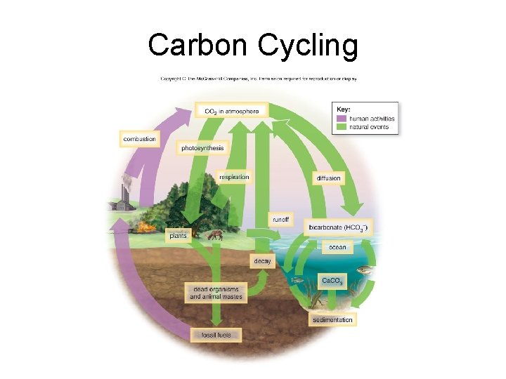 Carbon Cycling 