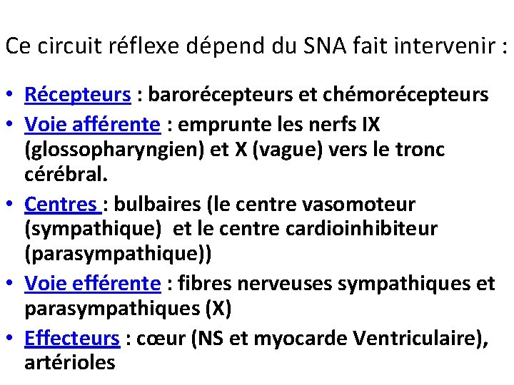 Ce circuit réflexe dépend du SNA fait intervenir : • Récepteurs : barorécepteurs et