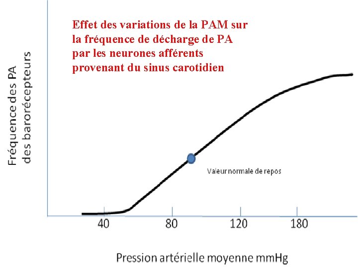 Effet des variations de la PAM sur la fréquence de décharge de PA par