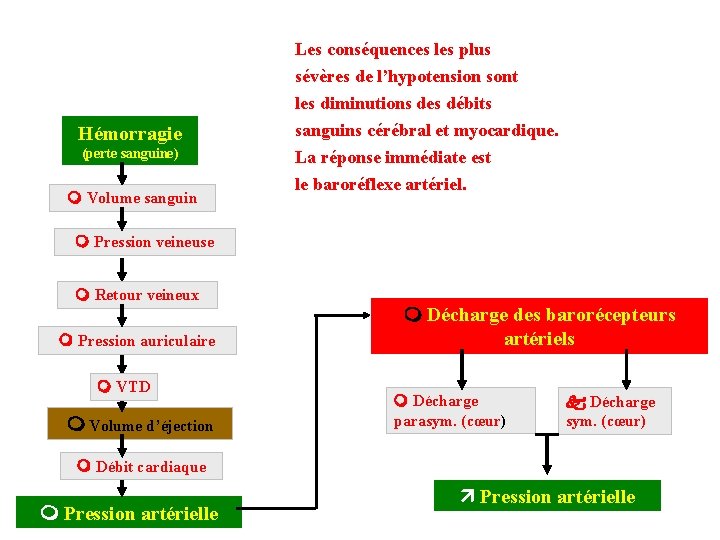 Hémorragie (perte sanguine) Volume sanguin Les conséquences les plus sévères de l’hypotension sont les