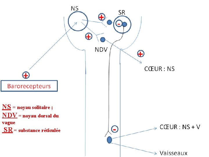 NS = noyau solitaire ; NDV = noyau dorsal du vague SR = substance NS = noyau solitaire ; NDV = noyau dorsal du vague SR = substance