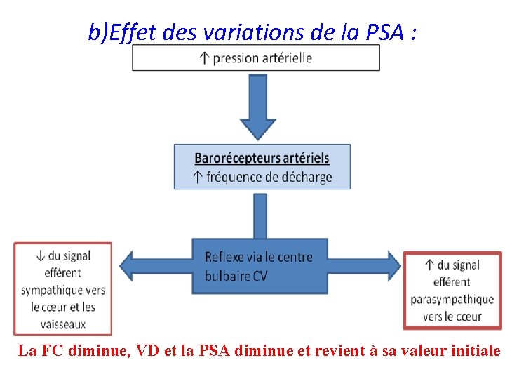 b)Effet des variations de la PSA : La FC diminue, VD et la PSA