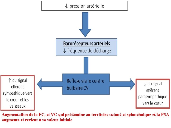 Augmentation de la FC, et VC qui prédomine au territoire cutané et splanchnique et