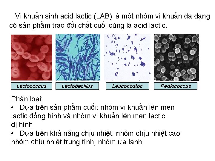 Vi khuẩn sinh acid lactic (LAB) là một nhóm vi khuẩn đa dạng có